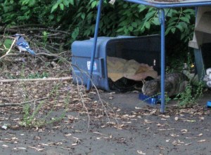 The blue jay sits on a brush pile while Little Mama eats nearby.