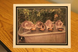 The only thing better than nap time is lunchtime.