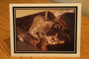 Tickles, on the other hand, thinks any old place will do for a great nap.