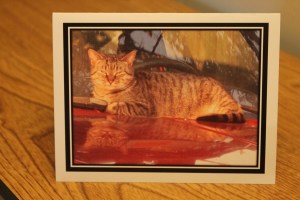 Little Mama enjoys a quiet moment, looking into her own reflection.