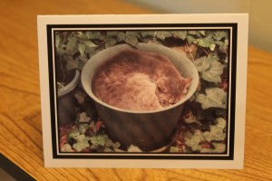 Sir Watson finds a cozy place to catch some zzzz.