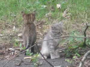 Kittens before they had names.